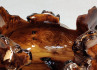 Wooden Bowl Hand Carved Russian Olive Burl Wood